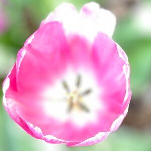 🌺🌺Jewel LISTING | $10 Minimum! | Please Read!🌺🌺🌺Fri PM Show